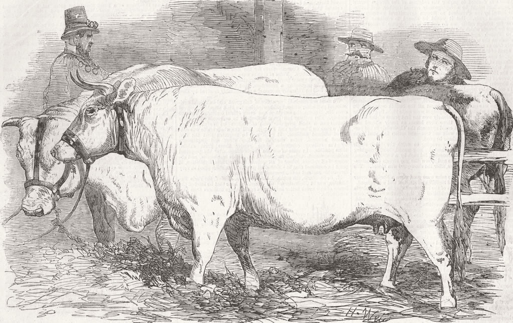 ESSEX. Chelmsford farm show. Charolais bull & cow 1856 old antique print